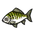 Image de Carpe