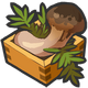 Image de Matsutake